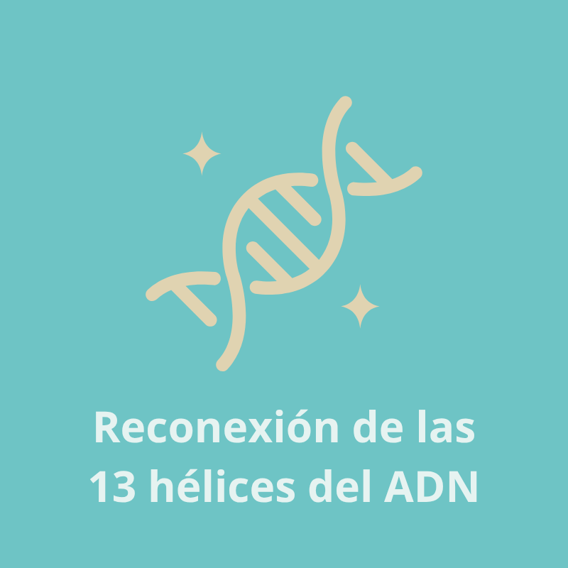 Reconexión de las 13 hélices del ADN